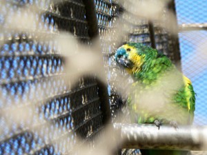perroquet en cage