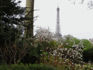 vue de la tour Eiffel depuis le jardin