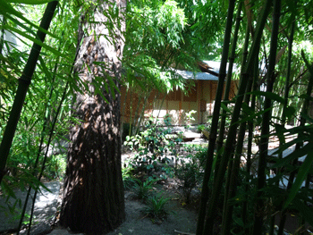 bambous du jardin d'inspiration japonaise