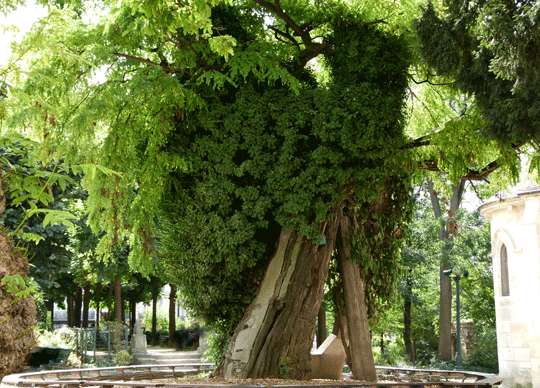 plus-vieil-arbre-de-Paris-square-Viviani
