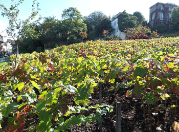 pieds de vigne de Montmartre
