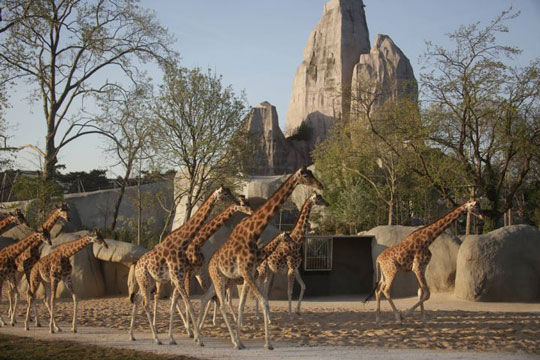 girafe zoo vincennes